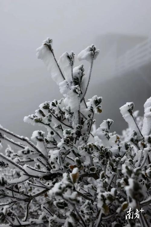 广东下雪了！