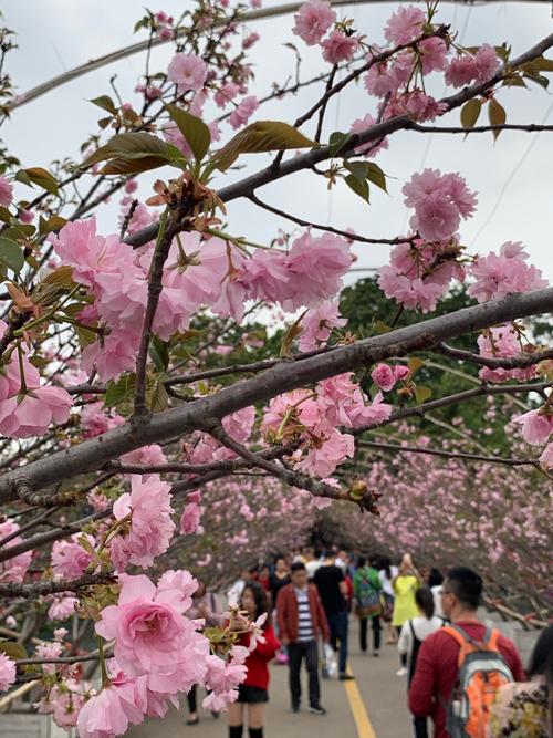 来观澜湖赏樱花观民俗